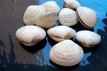 Clam-palourde